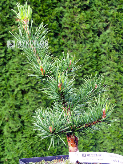 Сосна банкса Анкл Фогги